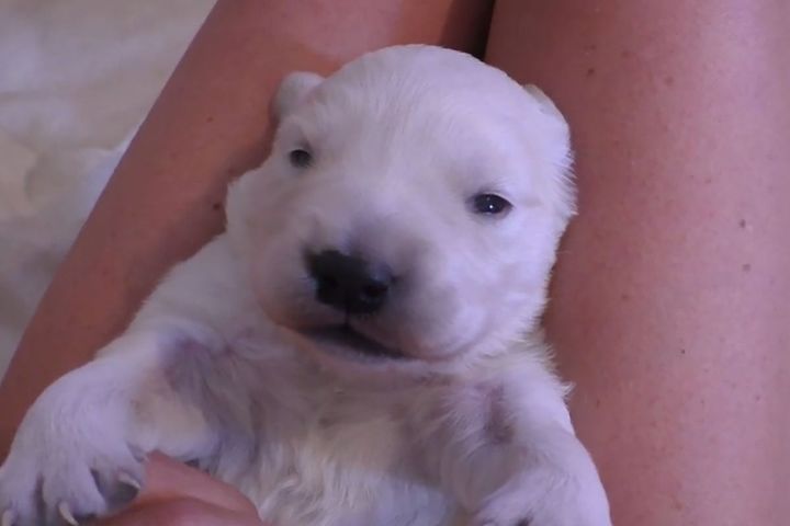 とっても愛らしい白いゴールデンレトリバーの子犬