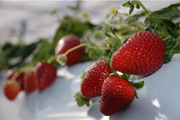 「真紅の美鈴」。バナナやトロピカルフルーツのような濃い甘味が特徴の黒いちご