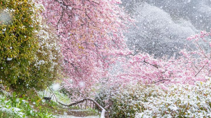 春の訪れを告げる鮮やかなピンク色の「河津桜」。その満開の花びらを、真っ白な雪が包み込んだ幻想的な写真が話題を呼んでいます。