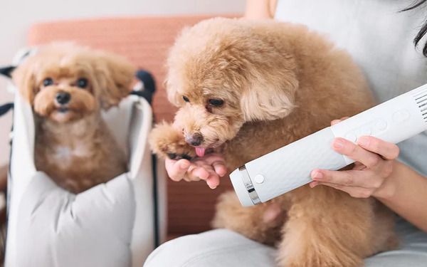 低温×静音×大風量速乾を叶える高濃度イオンペット専用ドライヤー、Lumoaより発売！