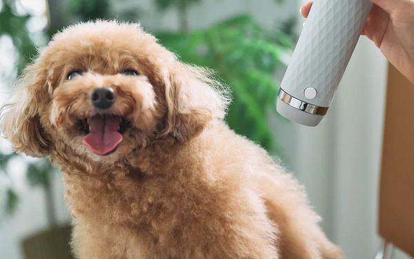 低温×静音×大風量速乾を叶える高濃度イオンペット専用ドライヤー、Lumoaより発売！