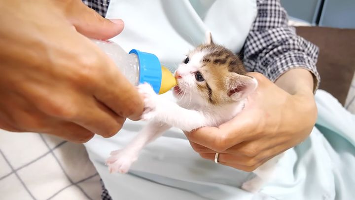 ミルクを飲む子猫