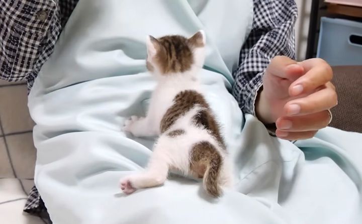 ミルクをおねだりする子猫