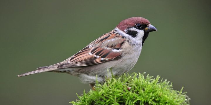 東京のスズメは大胆だった――逃げラインは東京4.2m、茨城11.1m