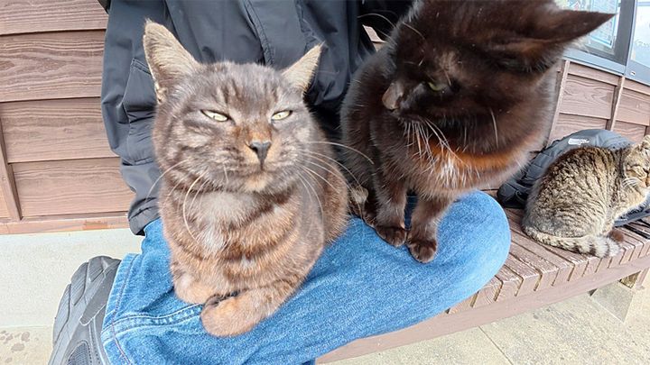 膝の上に乗ってきた猫達