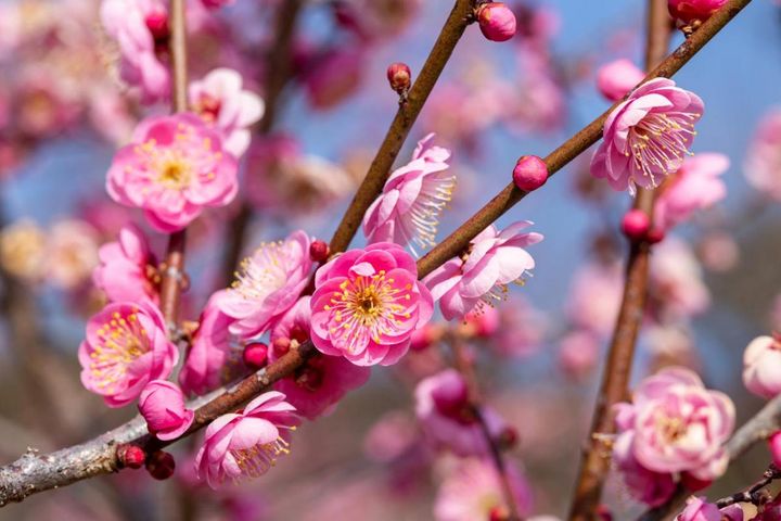 春の訪れを告げる早春の花木［12選］鉢植えでも楽しめる！【ガーデニング】
