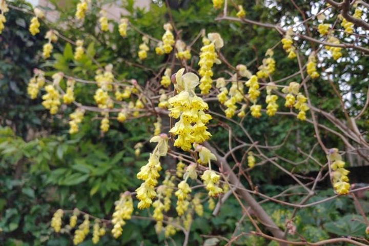 ヒュウガミズキ