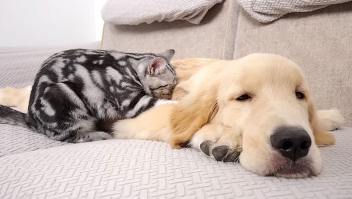 犬が好きになった子猫