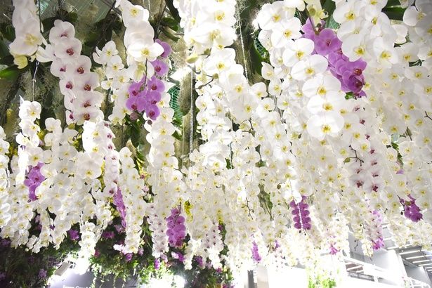 約100万輪もの蘭が集結！｢世界らん展2026 -花と緑の祭典-｣は国内最大級の蘭の祭典だ 撮影：ソムタム田井