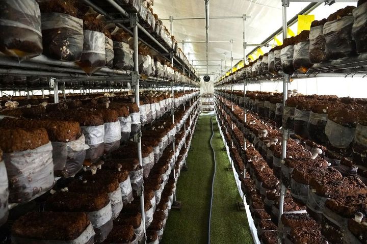 4500床の菌床が並ぶハウス内は、しいたけの声が聞こえるのではないかと思えるほど静かで、澄み切った空気だった