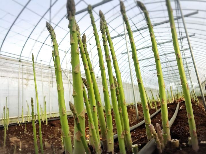 アスパラの収穫期は4月上旬から5月下旬が春採れ、7月上旬から9月下旬が夏採れ