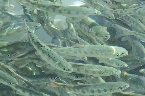 地域の豊かな水資源を守る「秋川クリーンアップ2026」開催！参加者募集中