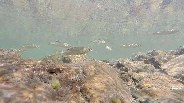 地域の豊かな水資源を守る「秋川クリーンアップ2026」開催！参加者募集中