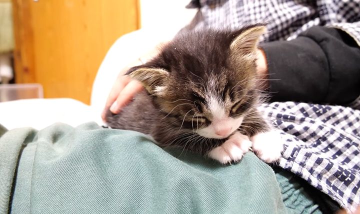 膝の上で眠る子猫