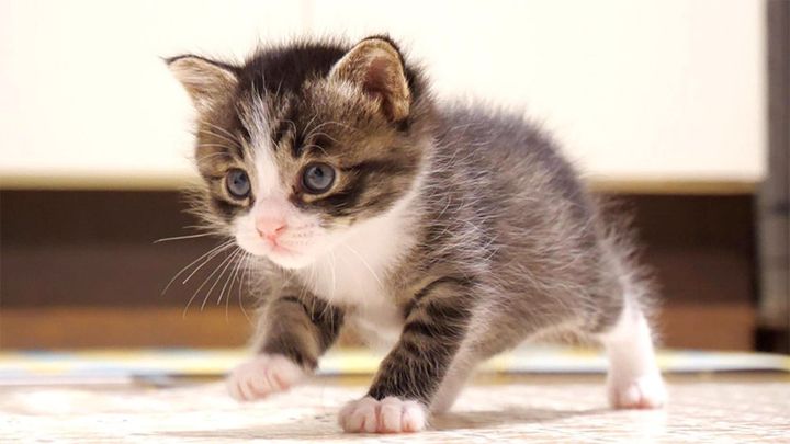 ヨチヨチ歩きの子猫