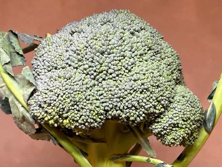 つぼみの状態 青髪のテツ