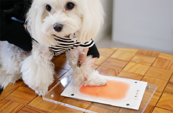 【埼玉県川越市】障がい者就労支援プロジェクト「able！ Project」愛犬との絆を形にするサービス開始