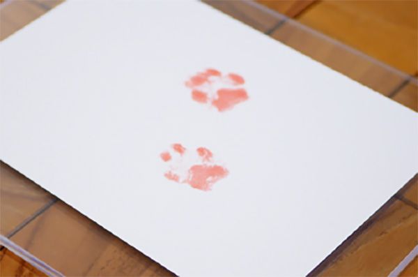 【埼玉県川越市】障がい者就労支援プロジェクト「able！ Project」愛犬との絆を形にするサービス開始