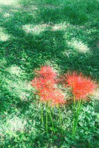 静かなカフェにひっそり身を隠したい気分の日【FUDGENA：おおえさきの週末京都クリップ vol.25】