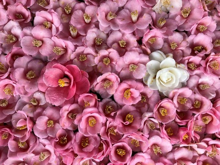 霊鑑寺 春の特別公開 椿の展示