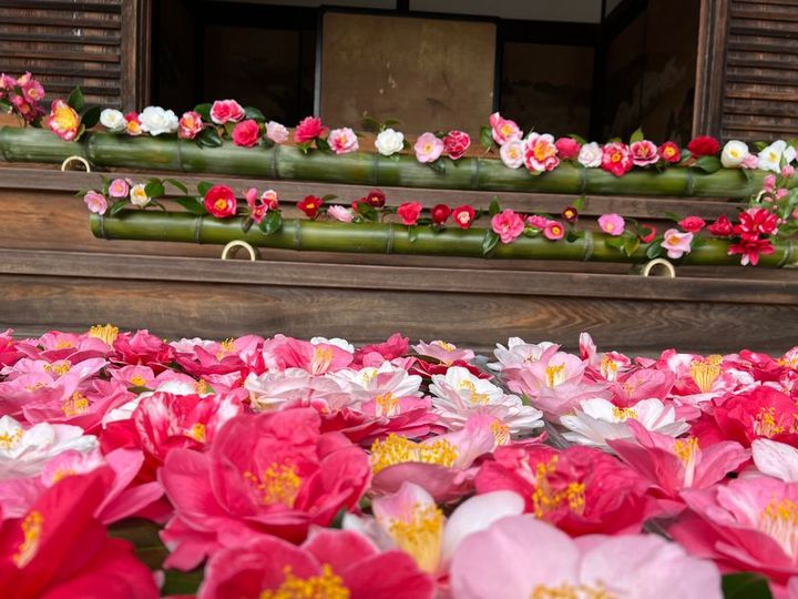 霊鑑寺 竹筒と花手水 椿の展示