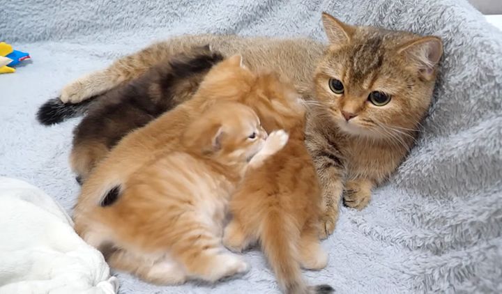 母猫に甘える子猫達