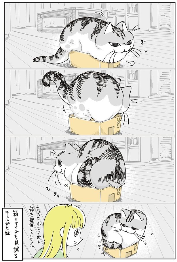 箱のサイズを見誤る （C）キュルZ／KADOKAWA