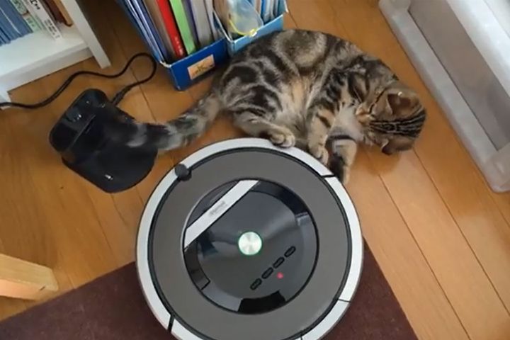 ルンバの充電器前で、デーンと横になる子猫