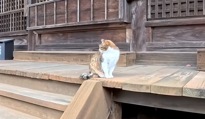 お寺でチョコンと座る猫