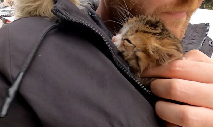 保護された子猫