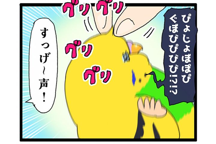 愛おしさ全開でしょ！ゴル＆カチョの必死な姿に笑いが隠せない【鳥マンガ #201】