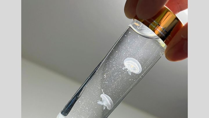 さかなドリーム公式X（@sakanadream0703）より