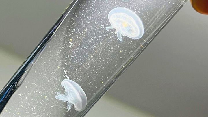 水族館のふわふわと漂うクラゲを見て、「家でも眺められたら」と思ったことはありませんか？ 実は、小さな瓶に入れて「ポケット」で持ち歩きながら育てる、驚きの飼育方法がありました。