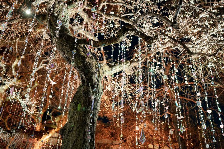 京都・北野天満宮がアート空間に。蜷川実花 with EiMが彩る「KYOTO NIPPON FESTIVAL 2026ｰ時をこえ、華ひらく庭ｰ」