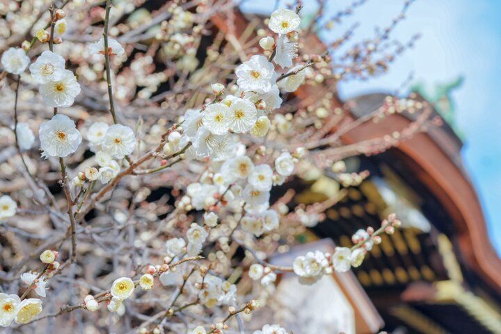 京都・北野天満宮がアート空間に。蜷川実花 with EiMが彩る「KYOTO NIPPON FESTIVAL 2026ｰ時をこえ、華ひらく庭ｰ」