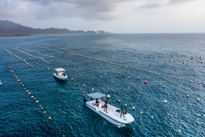 ディバ・ベイのオイスターの養殖場。