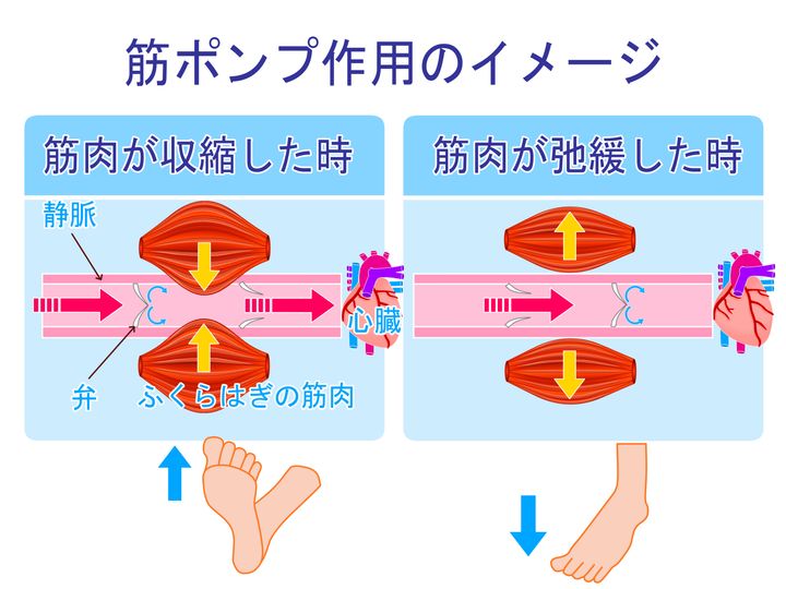 ふくらはぎ＿筋ポンプ