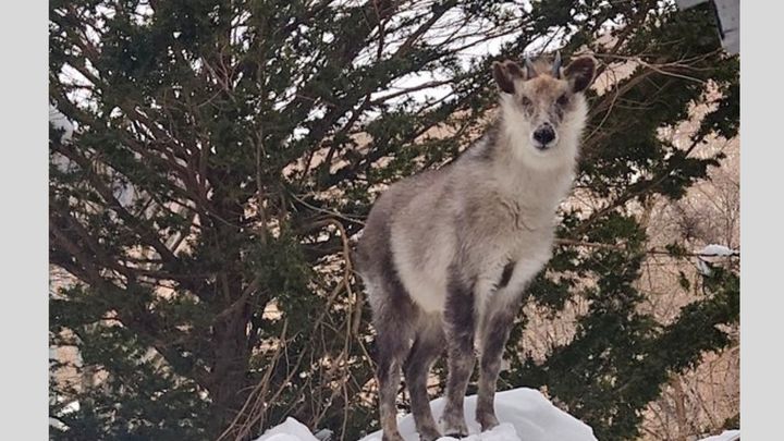 温泉民宿 南部屋（なんぶや）公式Xより
