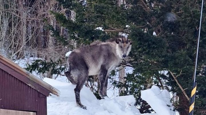 雪深い青森県十和田市。八甲田山の麓、奥入瀬渓流の外れに位置する「温泉民宿 南部屋（なんぶや）」では、この冬、少し変わった〝常連客〟が話題を呼んでいます。