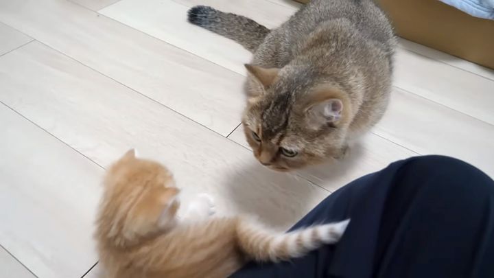 部屋探検する子猫