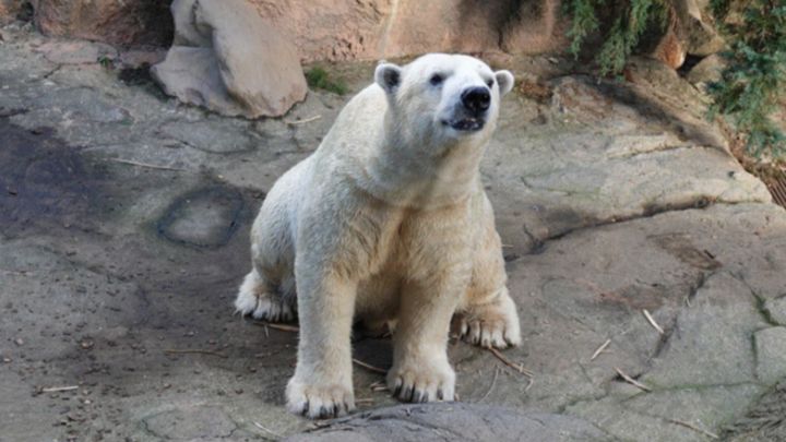 よこはま動物園ズーラシア提供