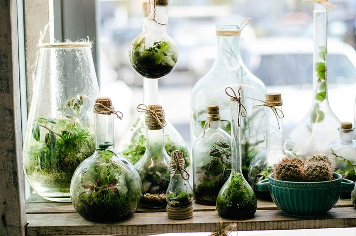 苔テラリウム