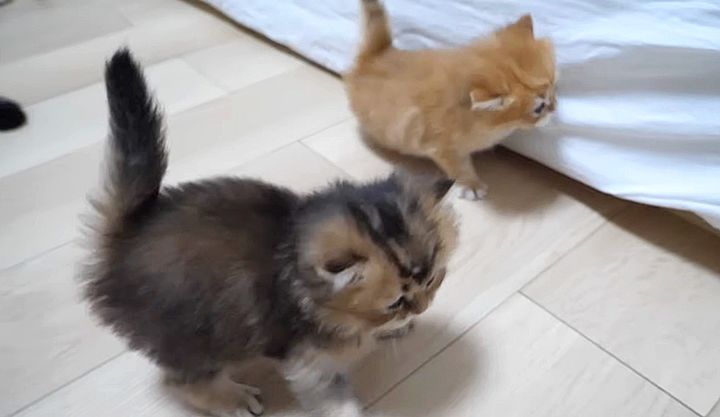 遊び回る子猫達