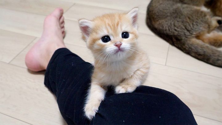 おねだりする子猫