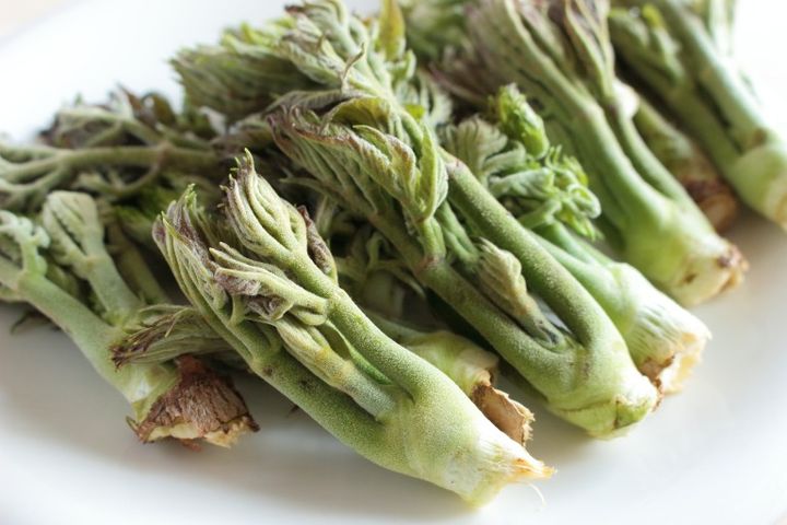 春の山菜 タラの芽