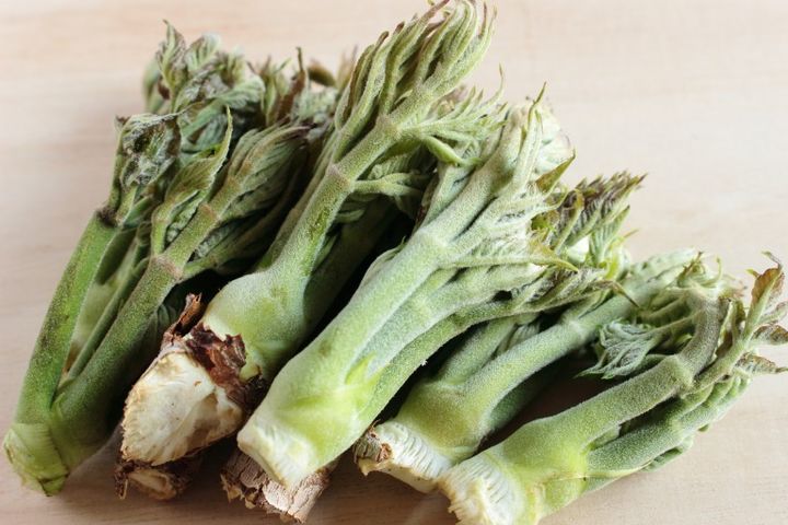 春の山菜 タラの芽