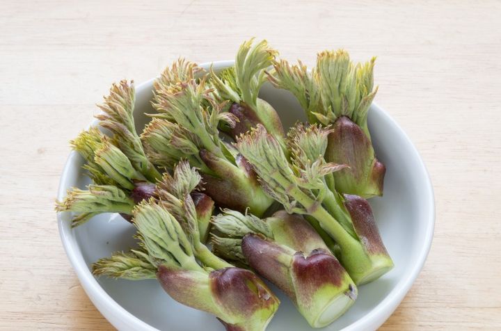 春の山菜 タラの芽