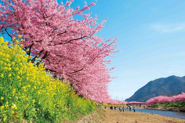 河津桜は静岡県河津町発祥の早咲き桜(写真は河津川沿桜並木の桜) 画像提供：河津町観光協会