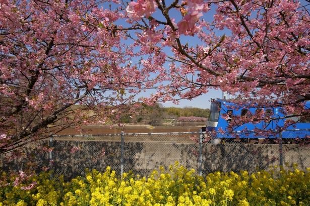 みうら観光写真コンクール「最優秀賞」 河津桜と京急電車/三浦海岸の河津桜 画像提供：三浦市観光協会