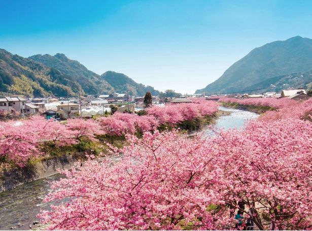 空と濃いピンク色のコントラストが美しい/河津川沿桜並木の桜 画像提供：河津町観光協会